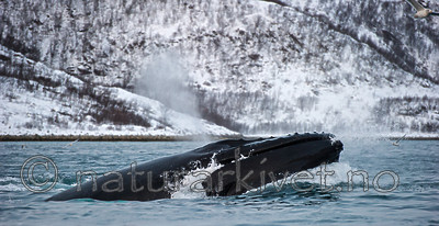 BB 13 0269 / Megaptera novaeangliae / Knølhval